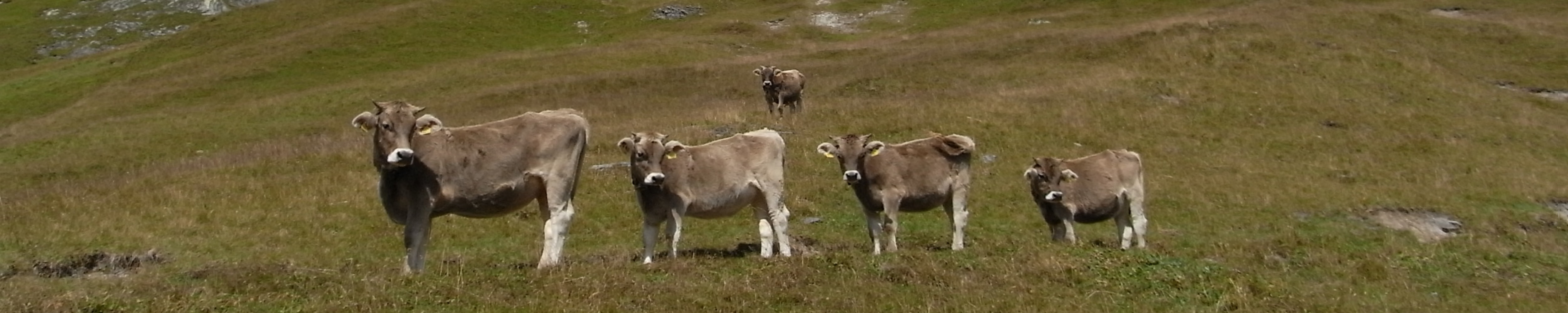 Kühe